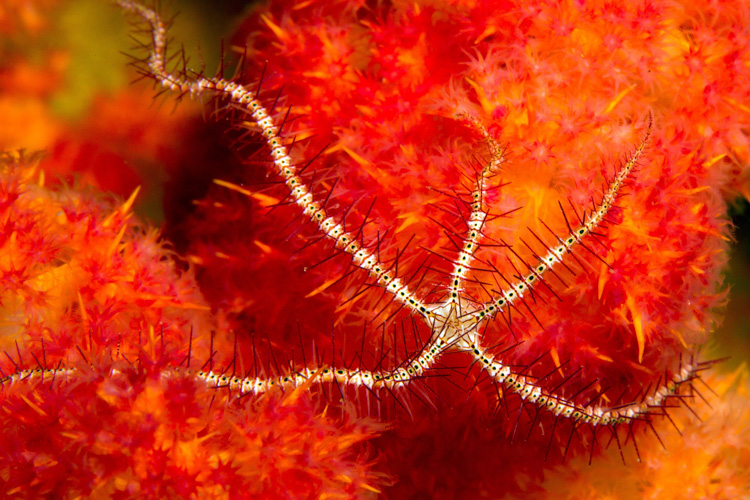 Raja Ampat photography dark red-spined brittle star