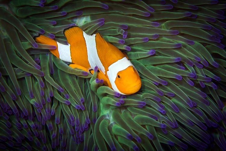 Raja Ampat photography false anemonefish in a magnificent anemone