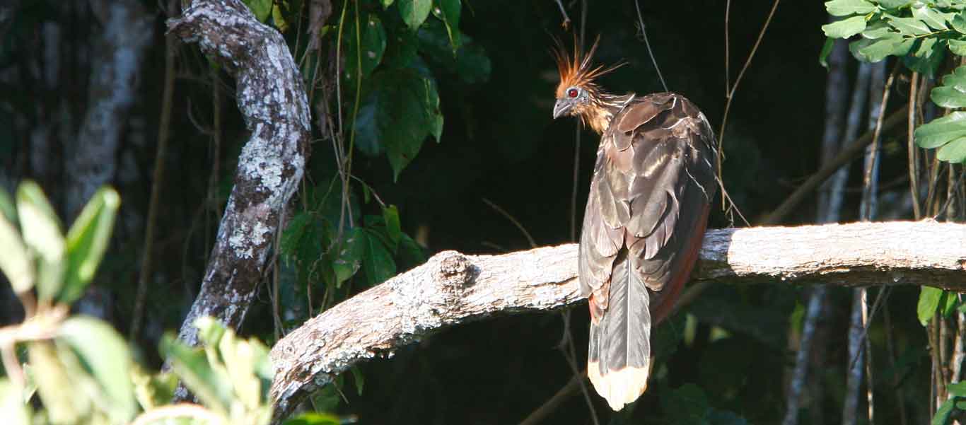 Bolivia nature and culture tour image showing Hoatzin in Madidi National Park