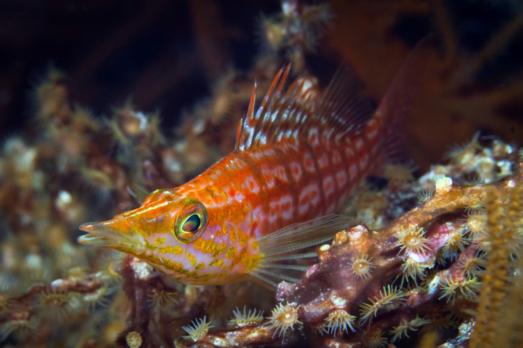 Raja Ampat photography longnose hawkfish
