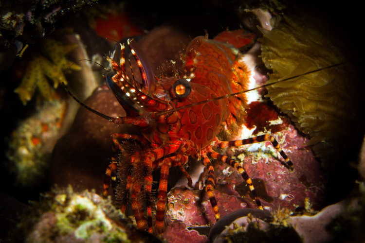 Raja Ampat photography marbled shrimp