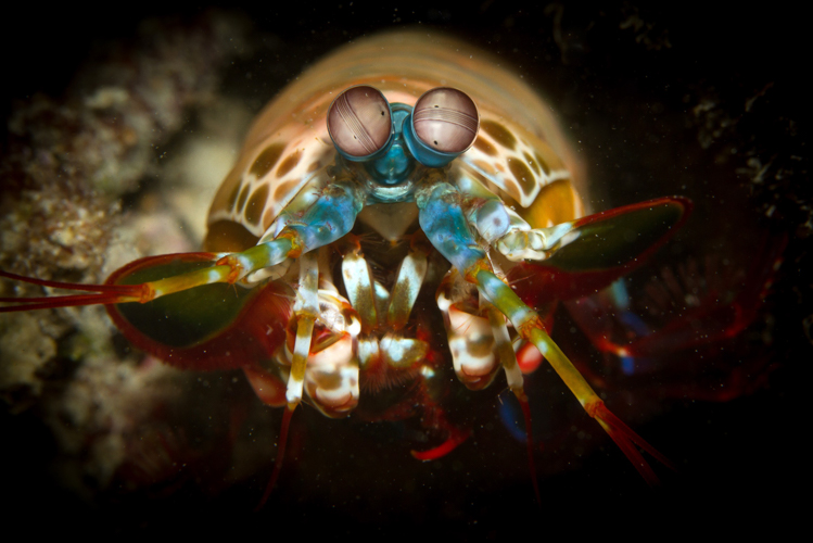 Raja Ampat photography peacock mantis shrimp