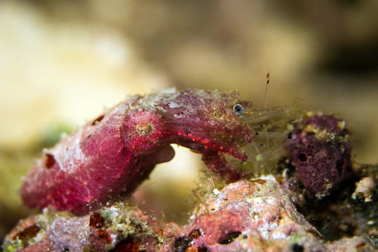 Raja Ampat photography pygmy cuttlefish eating a shrimp