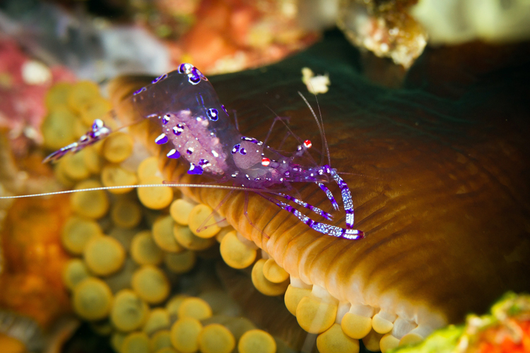 Raja Ampat photography sarasvati anemone shrimp