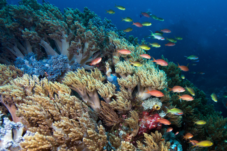 Raja Ampat photography soft coral