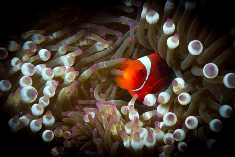 Raja Ampat photography spinecheek anemonefish