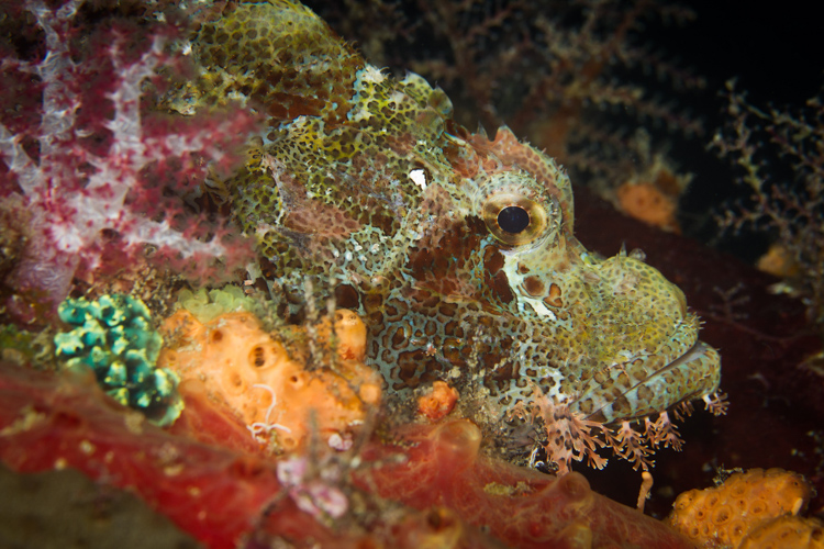 Raja Ampat photography tasselled scorpionfish