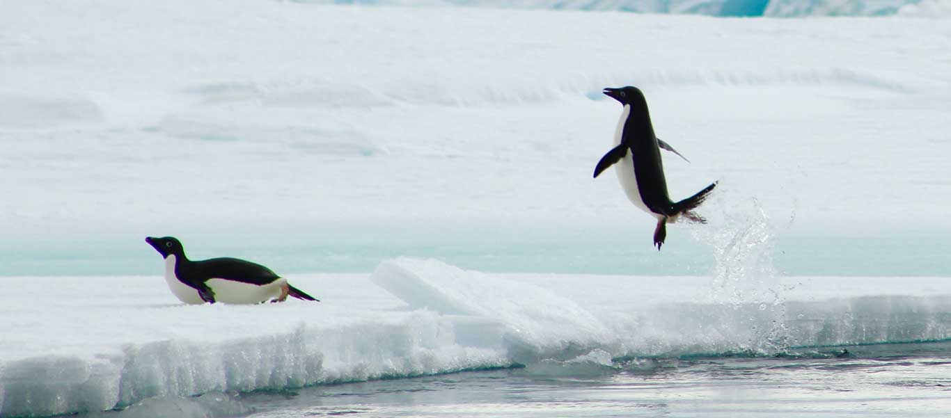 Antarctica, South Georgia and Falklands small ship cruise photo of Adelie Penguins