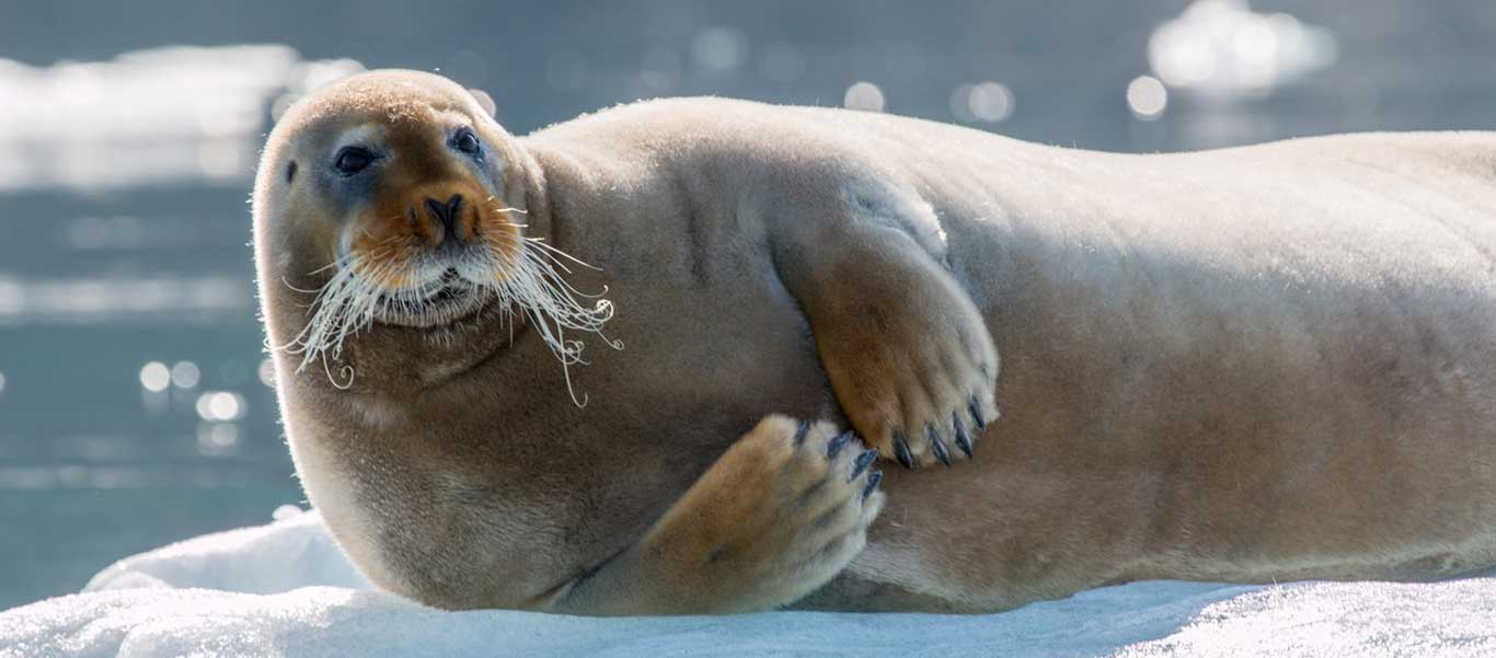 Franz Josef Land photo of Bearded Seal