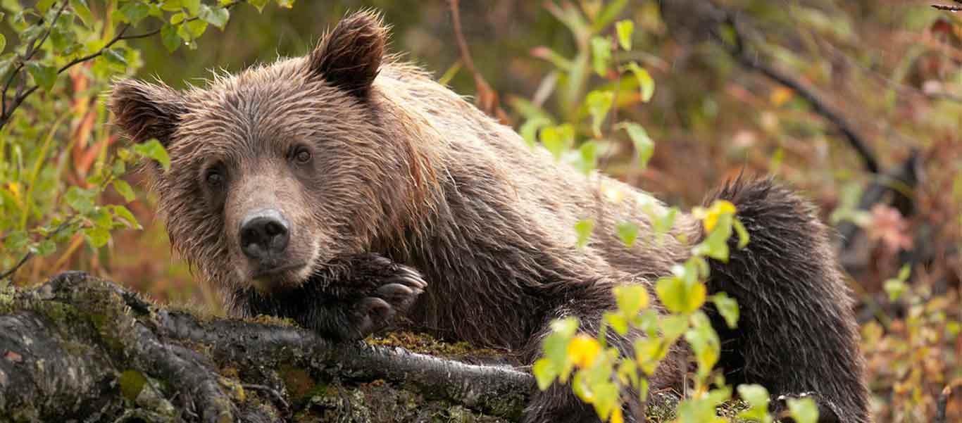 Alaska bear adventures photo of a Brown Bear lounging near Redoubt Mountain Lodge.