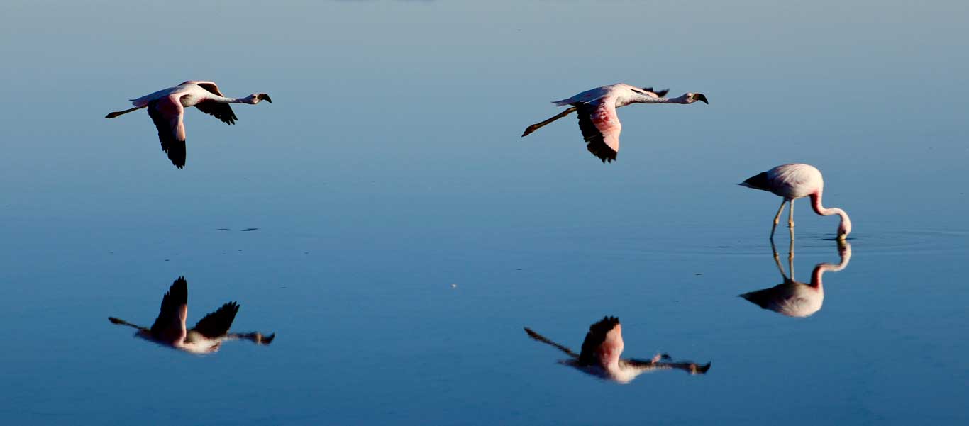 Chile tours image of flamingos near San Pedro de Atacama