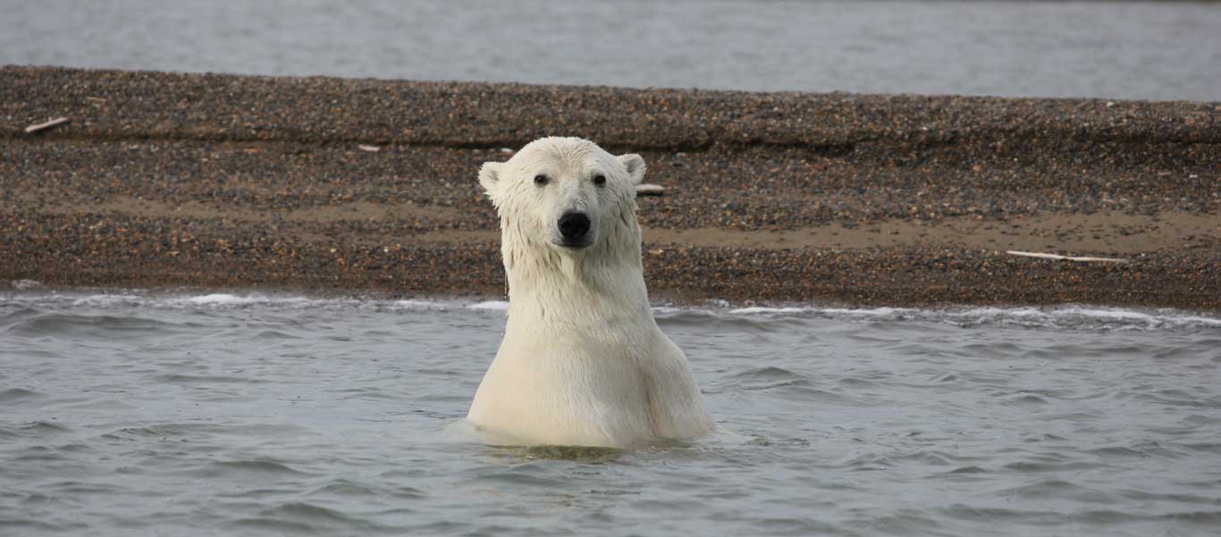 Alaska bear adventures photo of a Polar Bear in the water near Kaktovik.