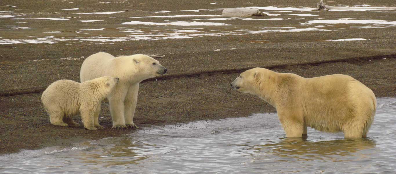 Alaska bear viewing photo of Polar Bears in Kaktovik.