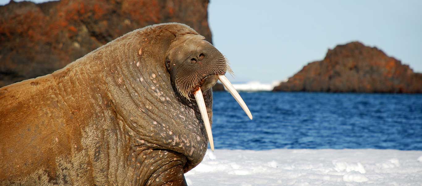 Franz Josef Island image of Walrus