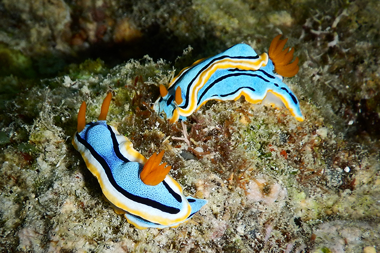 Raja Ampat islands annas chromodoris nudibranch