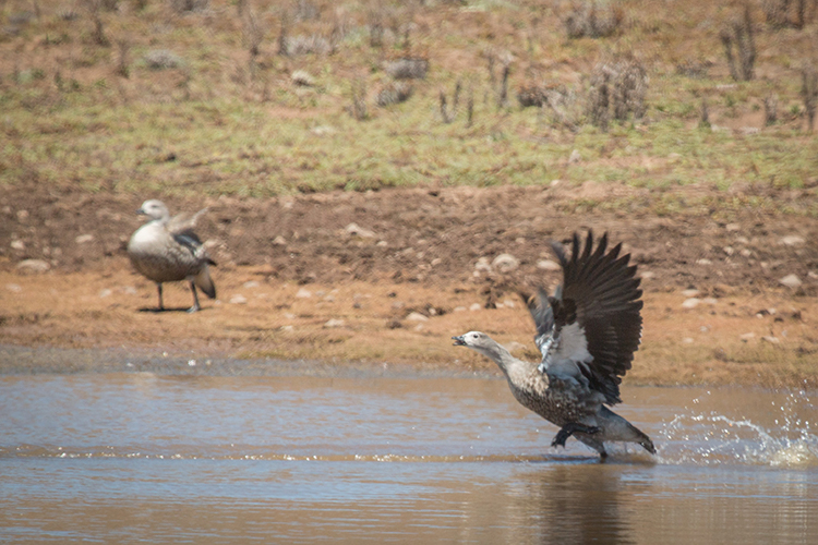 Blue-winged goose seen on Ethiopian tour