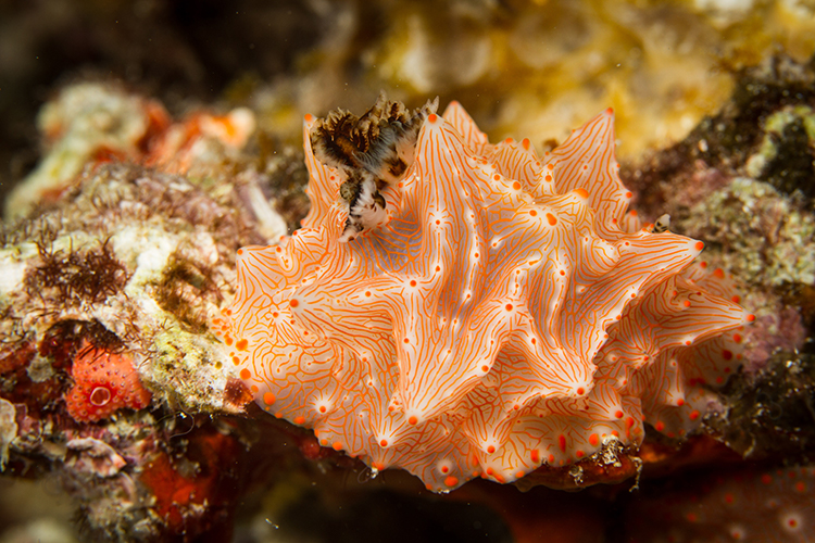 Raja Ampat islands batangas halgerda nudibranch