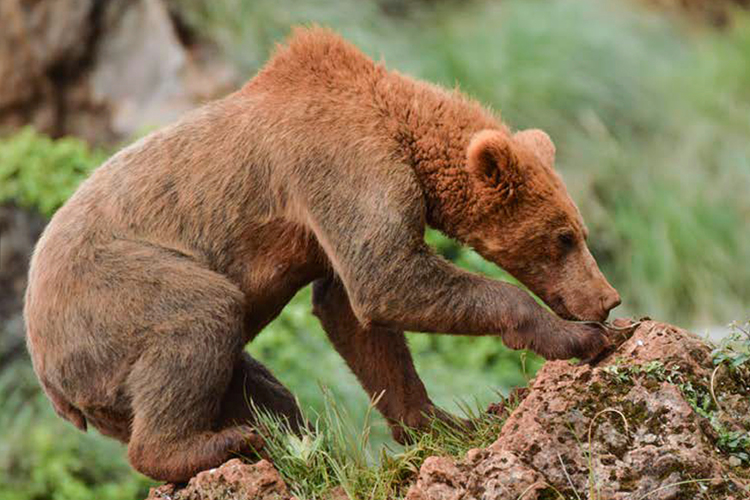 Cantabrian brown bear seen on Spain wildlife tour