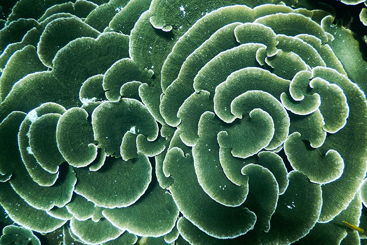 Raja Ampat islands green coral
