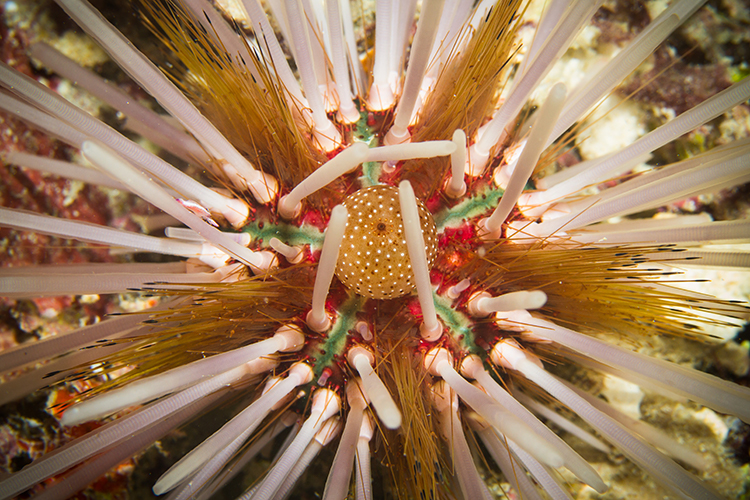 Raja Ampat islands double-spined sea urchin