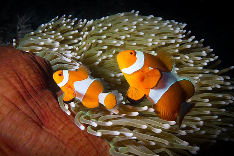 Raja Ampat islands false clownfish in anemone