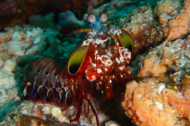 Raja Ampat islands peacock mantis shrimp
