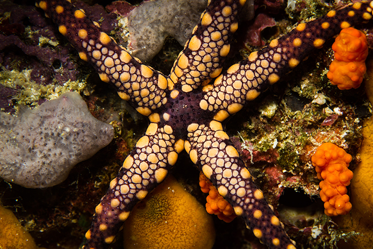 Raja Ampat islands peppermint sea star