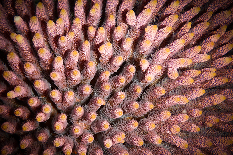 Raja Ampat islands pink acropora coral