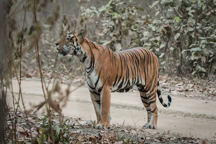 Bengal Tiger seen on India wildlife safari