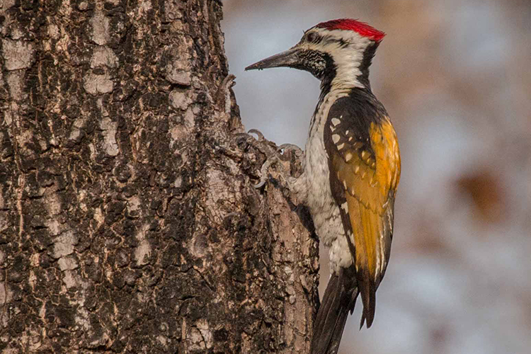 Black-rumped flameback seen on India wildlife safari