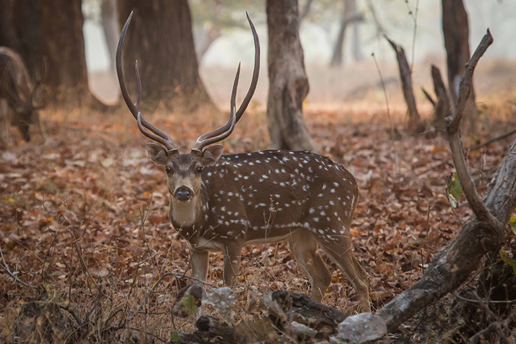 Chital spotted deer seen on India wildlife safari