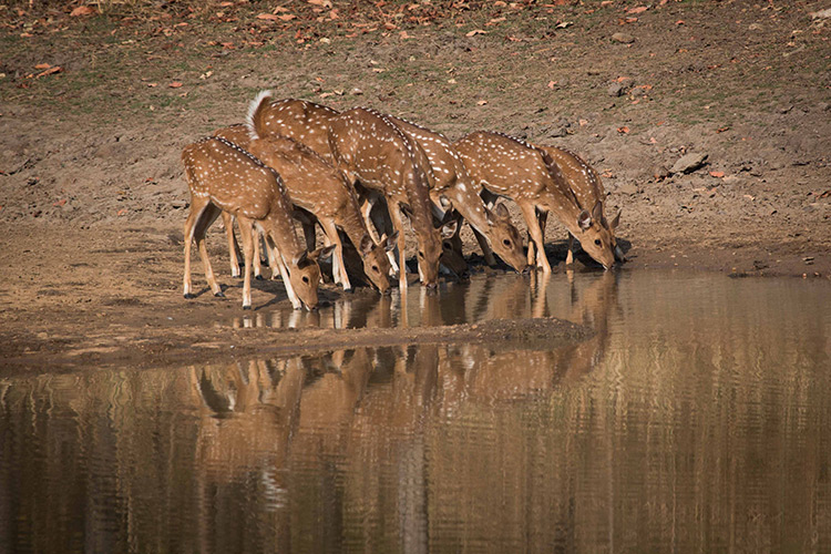 Chita spotted deer seen on India wildlife safari