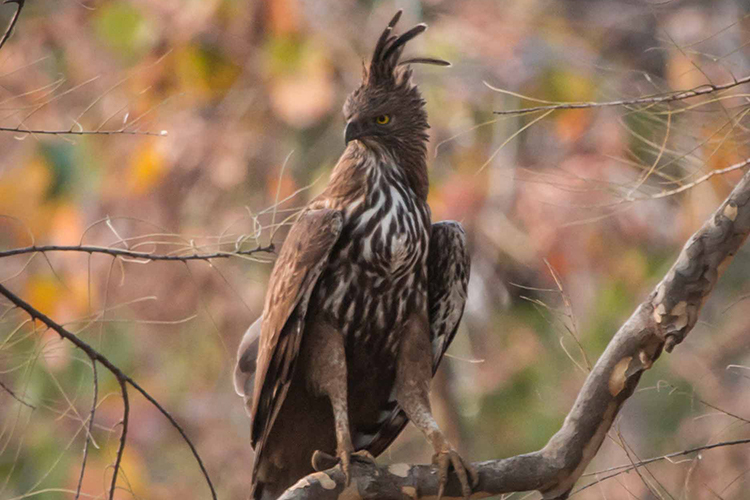 Crested Hawk Eagle seen on India wildlife safari