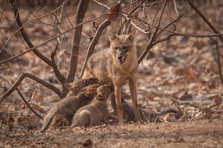 Golden jackal seen on India wildlife safari