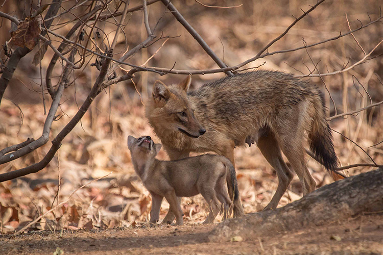Golden jackal seen on India wildlife safari