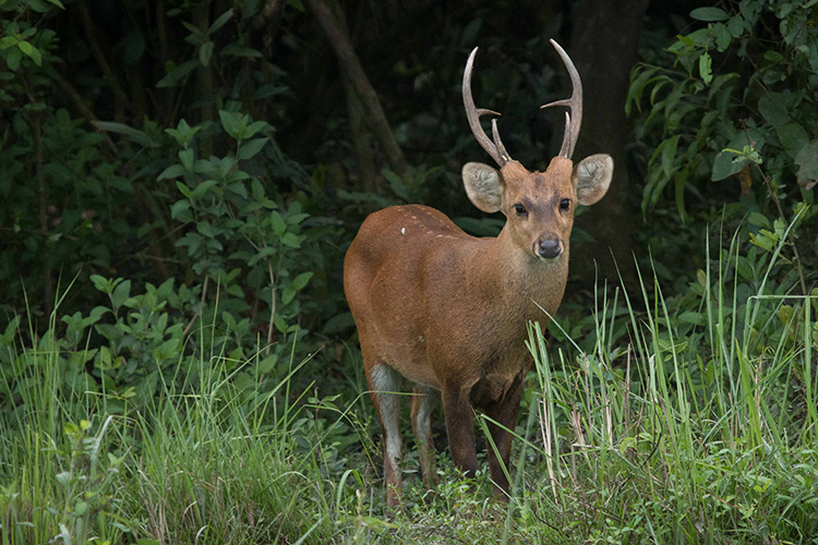 Hog Deer seen on India wildlife safari