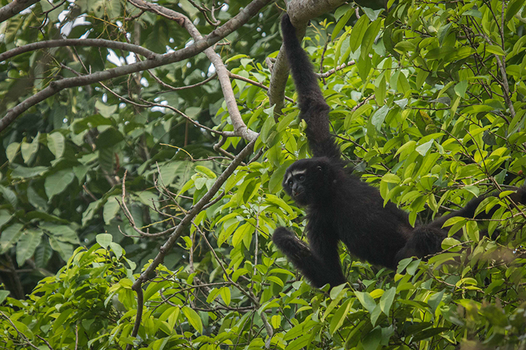 Hoolock Gibbon seen on India wildlife safari