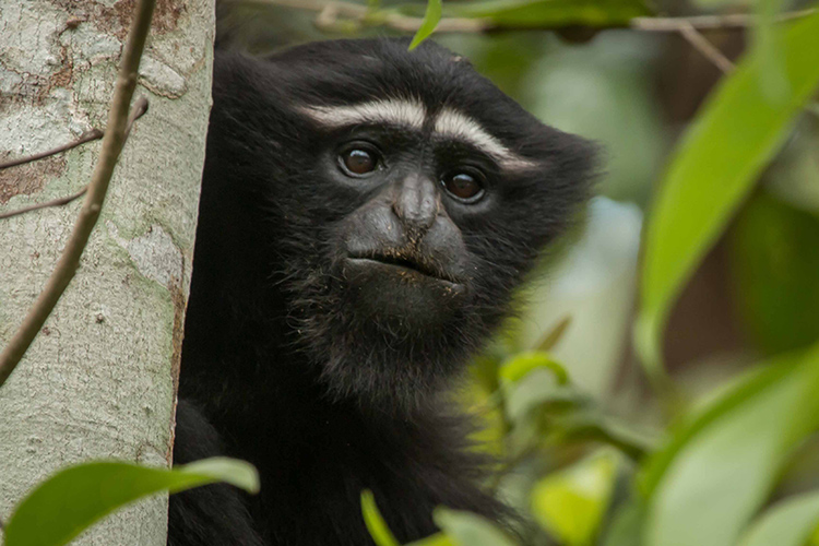 Hoolock gibbon seen on India wildlife safari