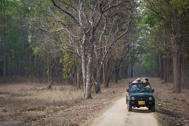 India wildlife safari game viewing
