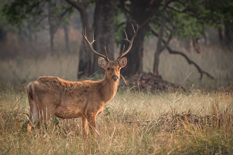 Barasingha seen on India wildlife safari
