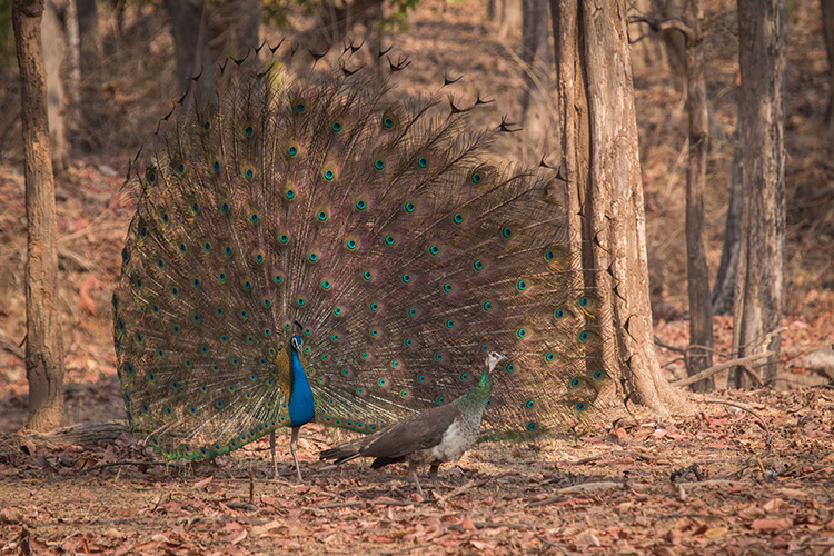 Indian peafowl seen on India wildlife safari