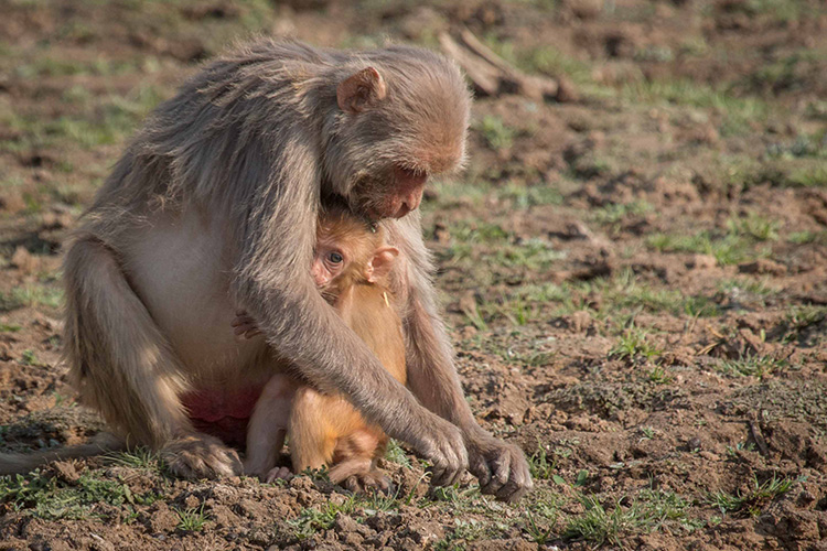 Rhesus macaque seen on India wildlife safari