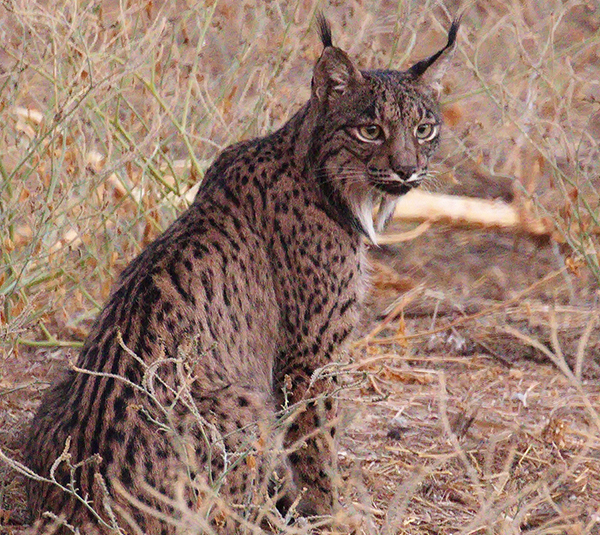 Iberian Lynx seen on Spain wildlife tour