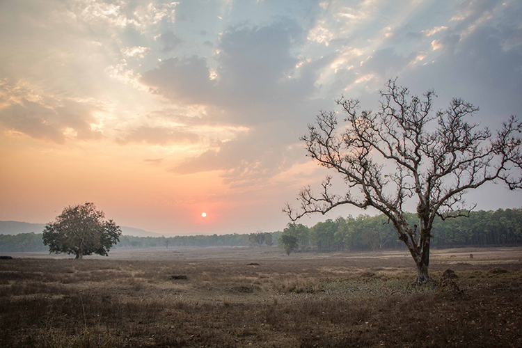 Sunrise at Kanha seen on India wildlife safari
