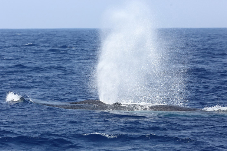 Sri Lanka wildlife blue whale