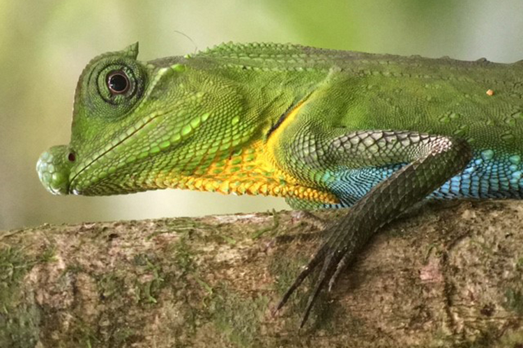 Sri Lanka wildlife bulb-nosed lizard