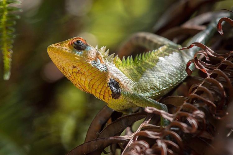 Sri Lanka wildlife lizard