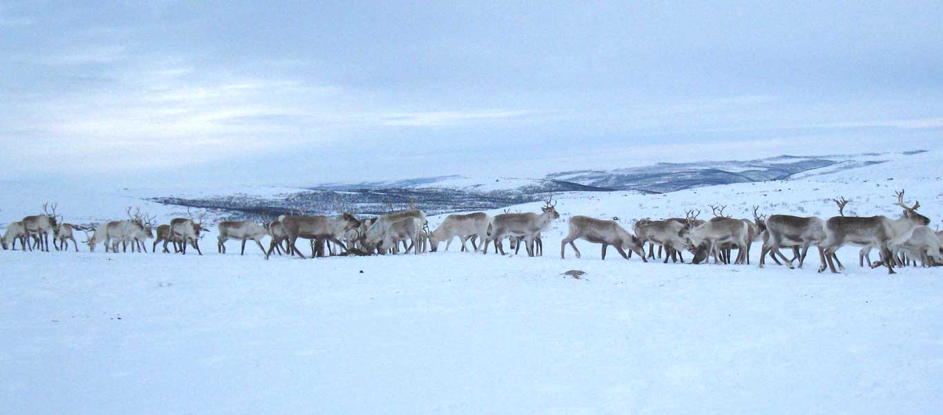 Sami Easter festival photo of reindeer herd