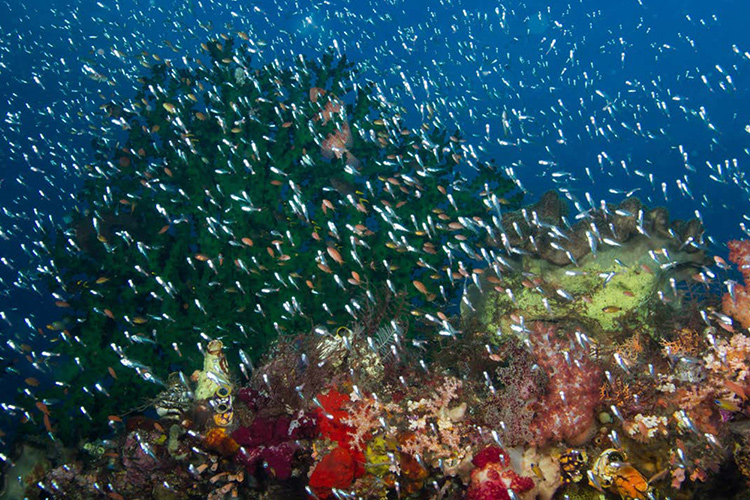 Rowley Shoals Reef favorite Australia dive sites