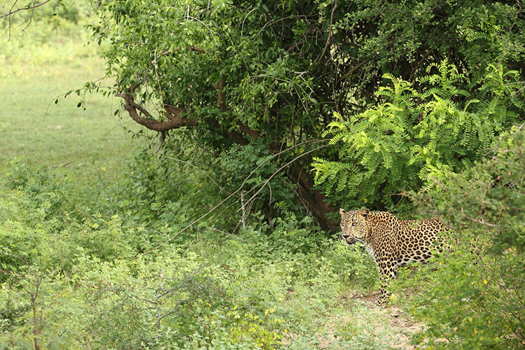 Leopard seen on Sri Lanka wildlife tour